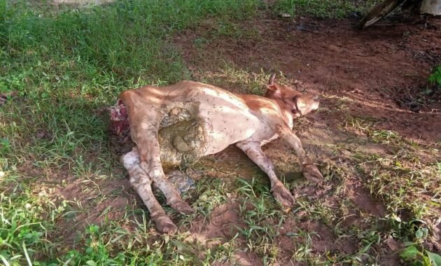 Ternak di Aceh Timur Lagi-lagi Jadi Santapan Harimau Sumatera