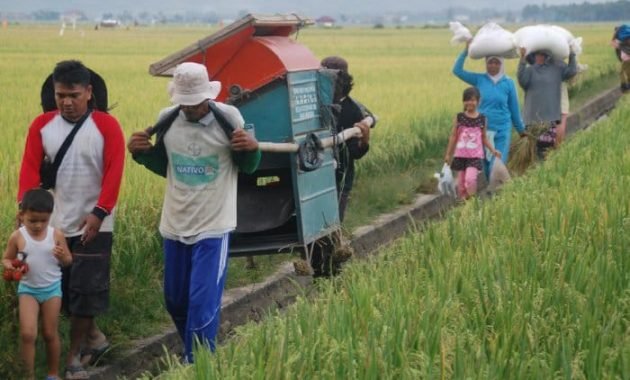 Peningkatan Populasi Burung Hantu di Pidie Jaya: Hama Tikus Menurun
