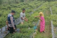 Kisah Bripka Adi Ajak Warga Nagan Raya Beralih dari Tanam Ganja ke Palawija
