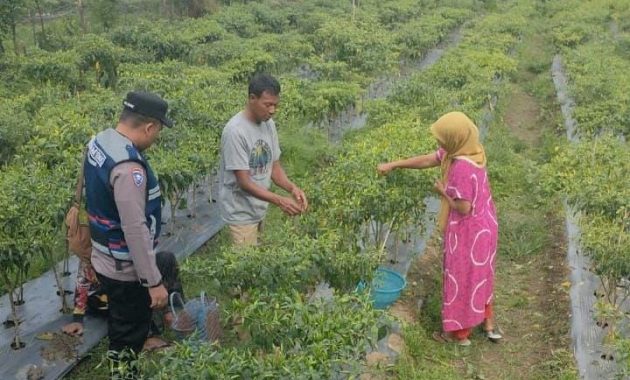 Kisah Bripka Adi Ajak Warga Nagan Raya Beralih dari Tanam Ganja ke Palawija