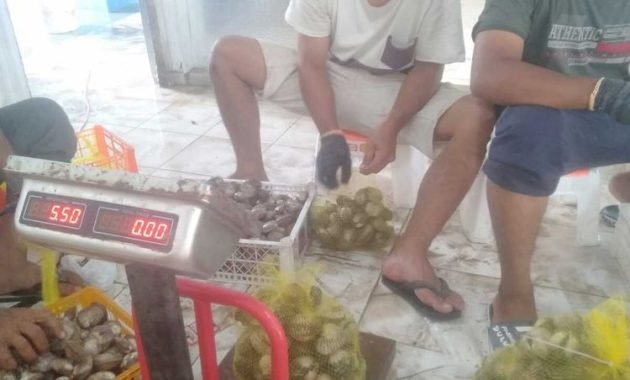 Kerang Aceh Masuk Pasar Ekspor Perdana ke Vietnam