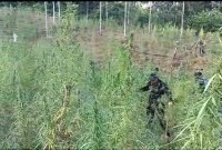 BNN RI Bersama Forkopimda Aceh Utara Musnahkan 2 Hektar Ladang Ganja di Aceh Utara