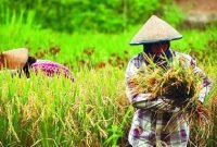 Produksi Padi di Aceh Turun 24,45 Persen