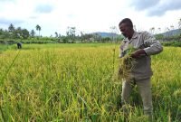 Menjelang Ramadhan, Petani Aceh Besar Keluhkan Gagal Panen