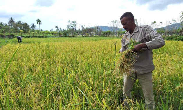 Menjelang Ramadhan, Petani Aceh Besar Keluhkan Gagal Panen