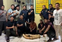 Kedapatan Bawa Gading Gajah, Dua Warga Pidie Ditangkap