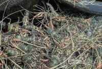 Budidaya Lobster dan Kerapu jadi Prioritas di Kabupaten Simeulue Aceh