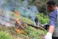 Timsus Narkoba Polda Sumut dan Polres Madina Musnahkan 1,5 Hektare Ladang Ganja di Bukit Tor Sihite