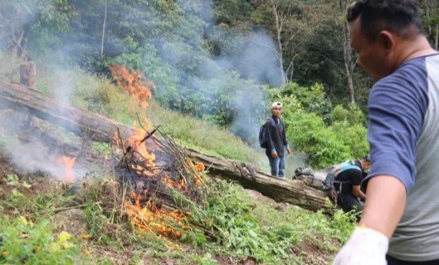 Timsus Narkoba Polda Sumut dan Polres Madina Musnahkan 1,5 Hektare Ladang Ganja di Bukit Tor Sihite