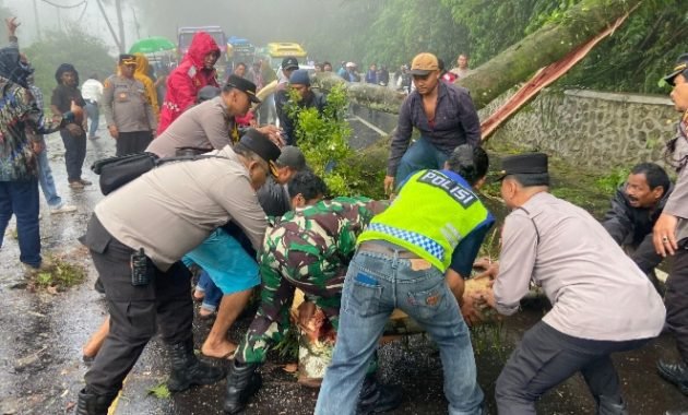 Polres Tanah Karo Tanggap Darurat, Jalur Berastagi-Medan Kembali Normal Pascapohon Tumbang