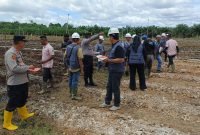 Kolobarasi Polres Aceh Barat Dan PT Prima Agro Lestari Dukung Swasembada Pangan,Tanam Jagung Dengan Sistem Tumpang Sari