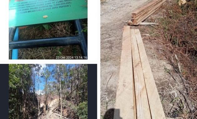 Gawat!Mafia Ilegal Logging Bebas di Wilkum Polres Dairi, Ada Apa?