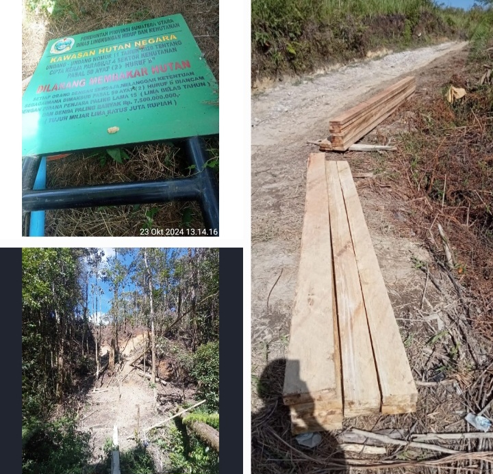 Gawat!Mafia Ilegal Logging Bebas di Wilkum Polres Dairi, Ada Apa?