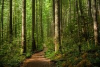Deforestasi Meningkat 19 Persen, Aceh Kehilangan 10 Ribu Hektare Hutan dalam Setahun, Kawasan Konservasi Terancam