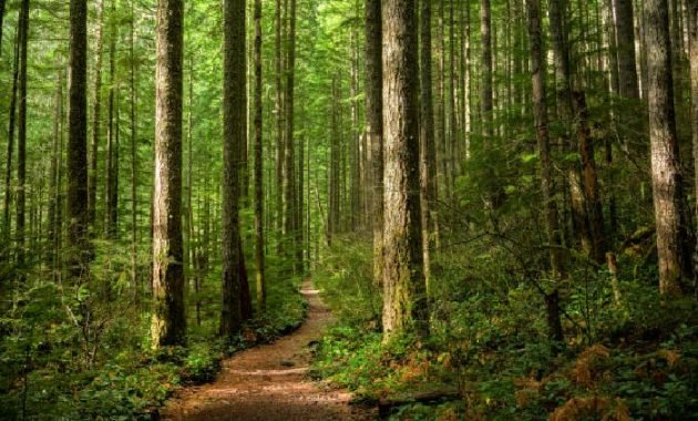 Deforestasi Meningkat 19 Persen, Aceh Kehilangan 10 Ribu Hektare Hutan dalam Setahun, Kawasan Konservasi Terancam