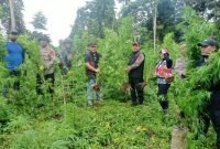 Polres Aceh Besar Temukan Ladang Ganja Seluas Satu Hektare di Lamteuba