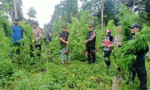 Polres Aceh Besar Temukan Ladang Ganja Seluas Satu Hektare di Lamteuba