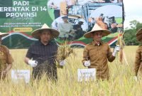 Pemkab Aceh Barat Laksanakan Panen Raya Serentak Bersama Presiden Prabowo