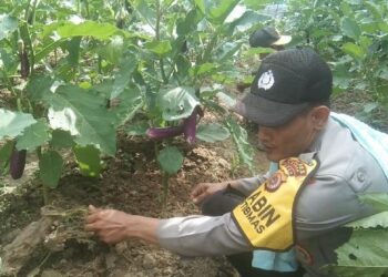 Dukung Ketahanan Pangan, Bhabinkamtibmas di Langsa Tanami Pekarangan dengan Singkong, Terong, dan Sawi
