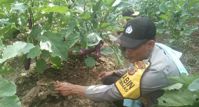 Dukung Ketahanan Pangan, Bhabinkamtibmas di Langsa Tanami Pekarangan dengan Singkong, Terong, dan Sawi