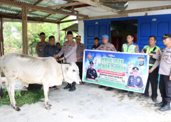 Kapolda Sumut Serahkan 1 Ekor Sapi Kepada Yayasan Pendidikan Islam Dan Rumah Qur’an di Dairi