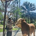 Remon, sapi jenis simental cross milik Brigadir Toni Kisnavan, Bhabinkamtibmas Desa Petala Bumi, yang terpilih sebagai hewan kurban Presiden Prabowo Subianto dalam perayaan Idul Adha 2025 di Kabupaten Indragiri Hulu, Riau.