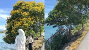 Pohon Jeju yang Viral di Pantai Ulee Lheue Ditebang Oknum Tak Bertanggungjawab
