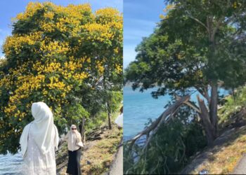Pohon Jeju yang Viral di Pantai Ulee Lheue Ditebang Oknum Tak Bertanggungjawab