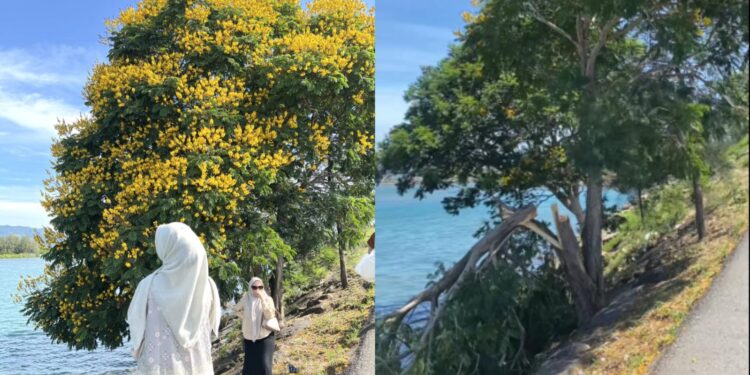 Pohon Jeju yang Viral di Pantai Ulee Lheue Ditebang Oknum Tak Bertanggungjawab