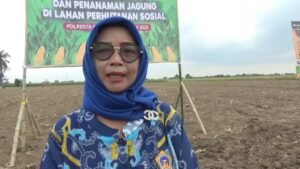 Kelompok Tani Mekar Sari Sukses Tanam Jagung Serentak Bareng Forkopimda Deli Serdang