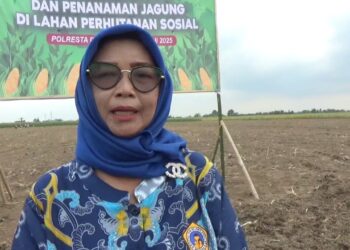 Kelompok Tani Mekar Sari Sukses Tanam Jagung Serentak Bareng Forkopimda Deli Serdang