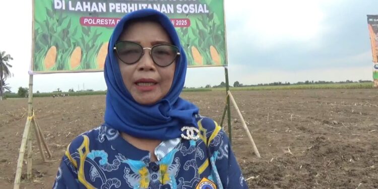 Kelompok Tani Mekar Sari Sukses Tanam Jagung Serentak Bareng Forkopimda Deli Serdang