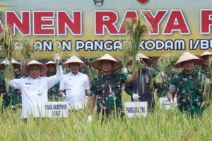 Panglima TNI Panen Raya Padi Seluas 80 Hektar, Dukung Program Ketahanan Pangan Nasional