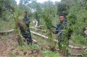 Dandim 0212/TS Pimpin Tim Patroli Gabungan dan Pemusnahan Ladang Ganja di Perbukitan Tor Sihite, Kab Mandailing Natal