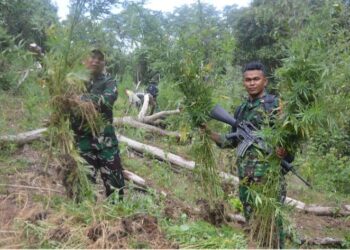 Dandim 0212/TS Pimpin Tim Patroli Gabungan dan Pemusnahan Ladang Ganja di Perbukitan Tor Sihite, Kab Mandailing Natal