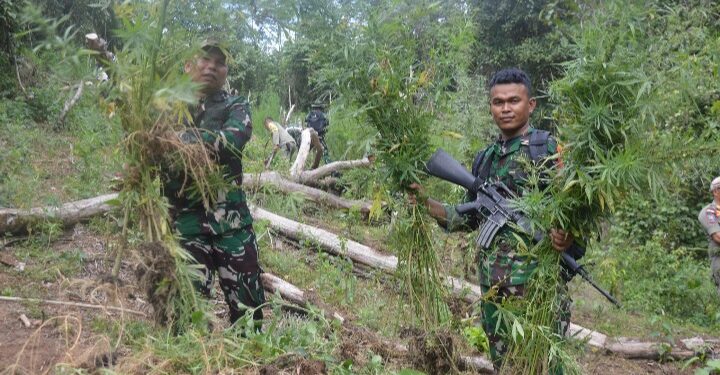 Dandim 0212/TS Pimpin Tim Patroli Gabungan dan Pemusnahan Ladang Ganja di Perbukitan Tor Sihite, Kab Mandailing Natal