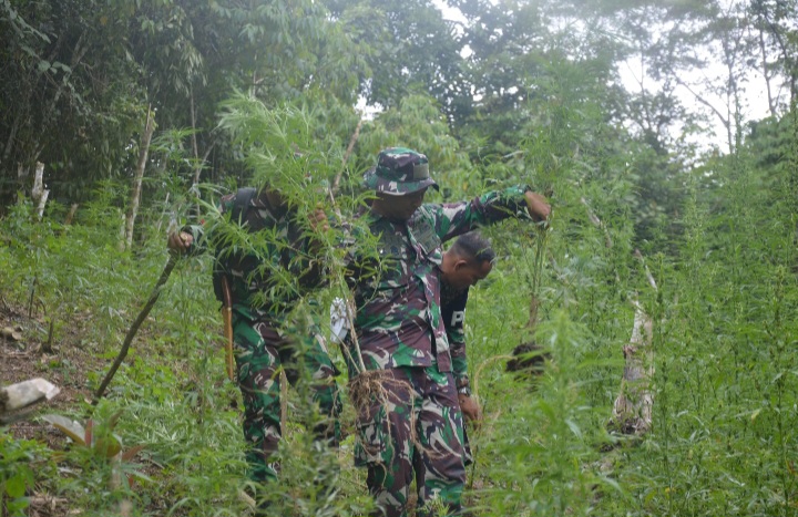 Screenshot_20250730_101845_Gallery Dandim 0212/TS Pimpin Tim Patroli Gabungan dan Pemusnahan Ladang Ganja di Perbukitan Tor Sihite, Kab Mandailing Natal