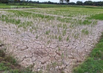 Musim Kemarau Melanda, Dinas Pertanian Simeulue Lakukan Sejumlah Langkah Antisipasi