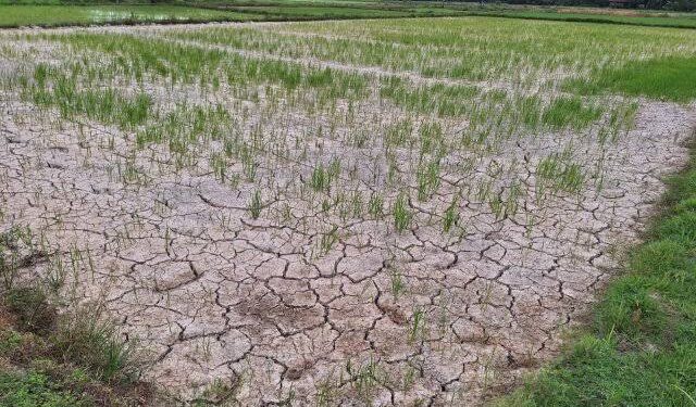 Musim Kemarau Melanda, Dinas Pertanian Simeulue Lakukan Sejumlah Langkah Antisipasi