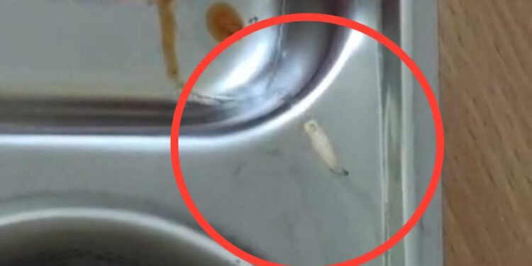 Program Makan Bergizi Disimeulue Menjadi Sorotan, Ulat Kembali Ditemukan Dimakanan Siswa