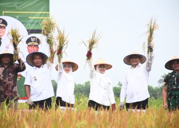 Baru Dilantik, Elinasari Nasution Gercep Awasi dan Jaga Harga Jual Gabah dari Petani