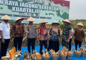 Ketua Kelompok Tani Mekar Sari Gelar Panen Raya Jagung Bersama Polri
