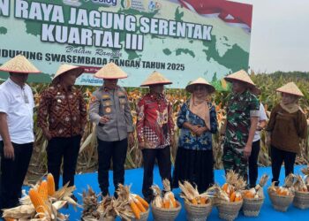 Ketua Kelompok Tani Mekar Sari Gelar Panen Raya Jagung Bersama Polri