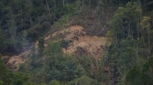 Penebangan Kayu Pinus di Silalahi Pagar Batu Masih Terus Berlangsung, Bupati Toba Bungkam!