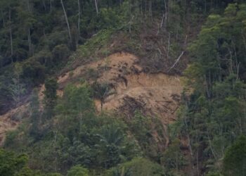 Penebangan Kayu Pinus di Silalahi Pagar Batu Masih Terus Berlangsung, Bupati Toba Bungkam!