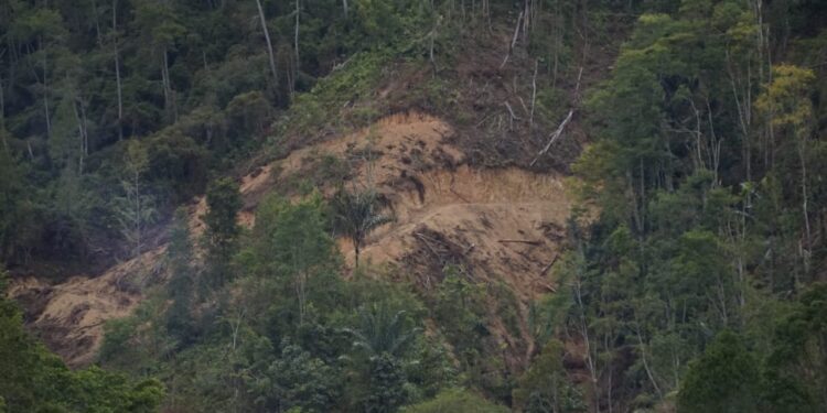 Penebangan Kayu Pinus di Silalahi Pagar Batu Masih Terus Berlangsung, Bupati Toba Bungkam!