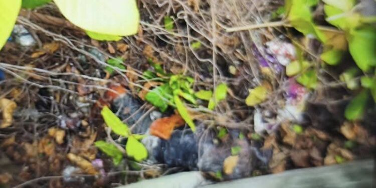 Mayat Membusuk Ditemukan di Semak Jalan Pantai Barat, Warga Medan Helvetia Gempar