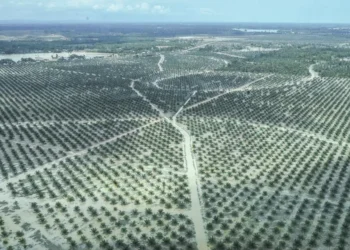 Demi Sawit Bencana pun Tidak Masalah