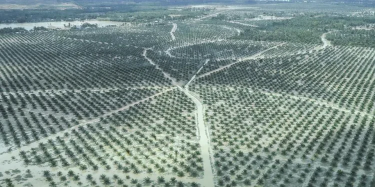 Demi Sawit Bencana pun Tidak Masalah