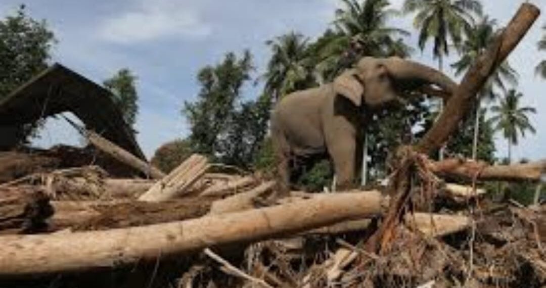 IKAPALA Aceh Kecam Pengerahan Pasukan Gajah untuk Membersihkan Sisa Banjir di Pidie Jaya